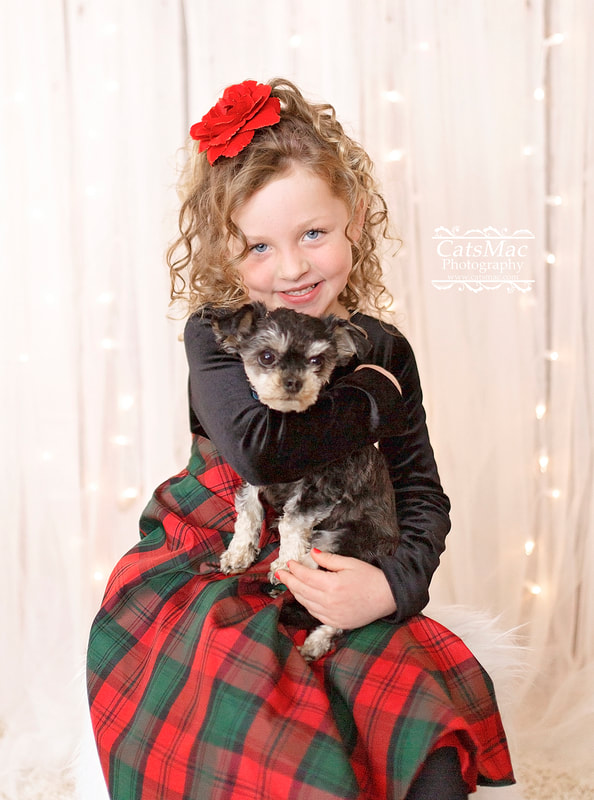 Christmas Photo session dogs