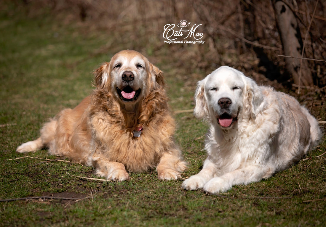 Dog sisters white golden retriever
