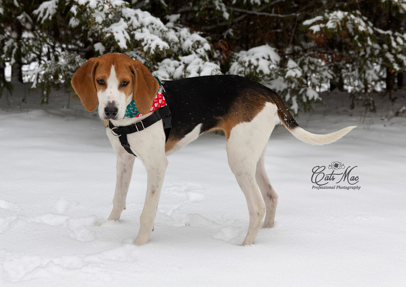 pet dog photo session outside winter beagle black lab fur baby