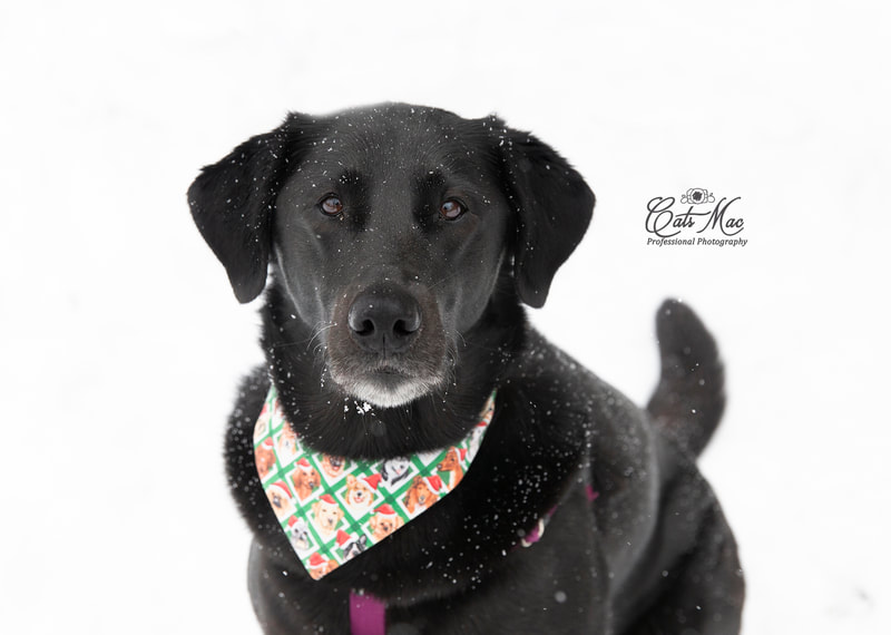 pet dog photo session outside winter beagle black lab fur baby