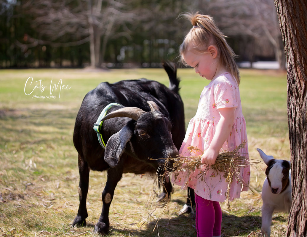 Little girl feeding a goat some hay outside during family spring photo session