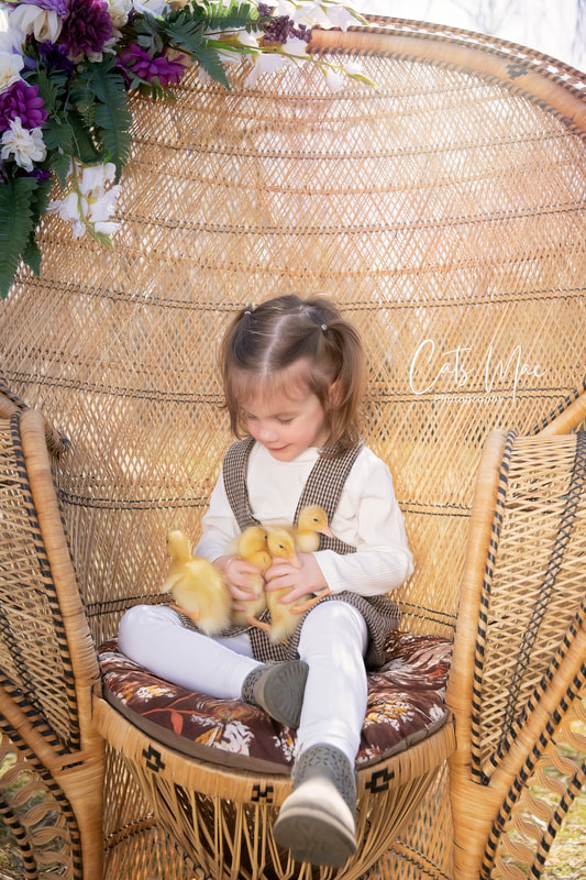 Little girl sitting on a large peacock chair with 4 baby ducklings in her lap during spring mini photo session