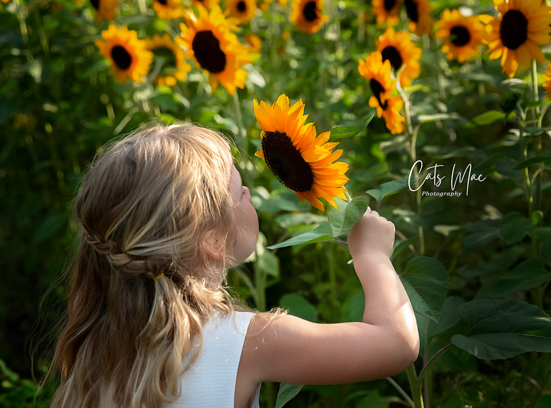 Young child reaching for and smelling a sunflower family photo sessione