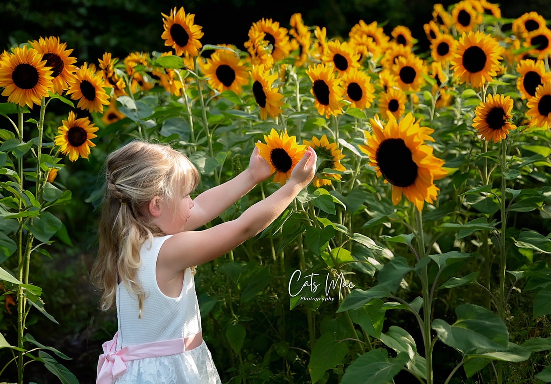 Child in a large sunflower patch reaching for a sunflower photo session