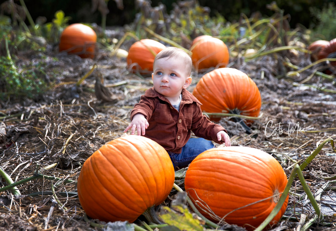 Baby boy sitting in the middle of a pumpkin patch
