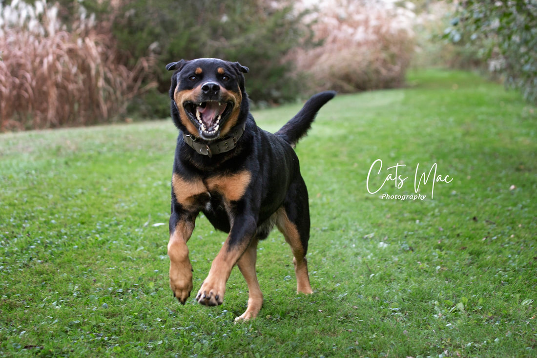 Dog running toward camera with mouth open for pet family photo shoot 