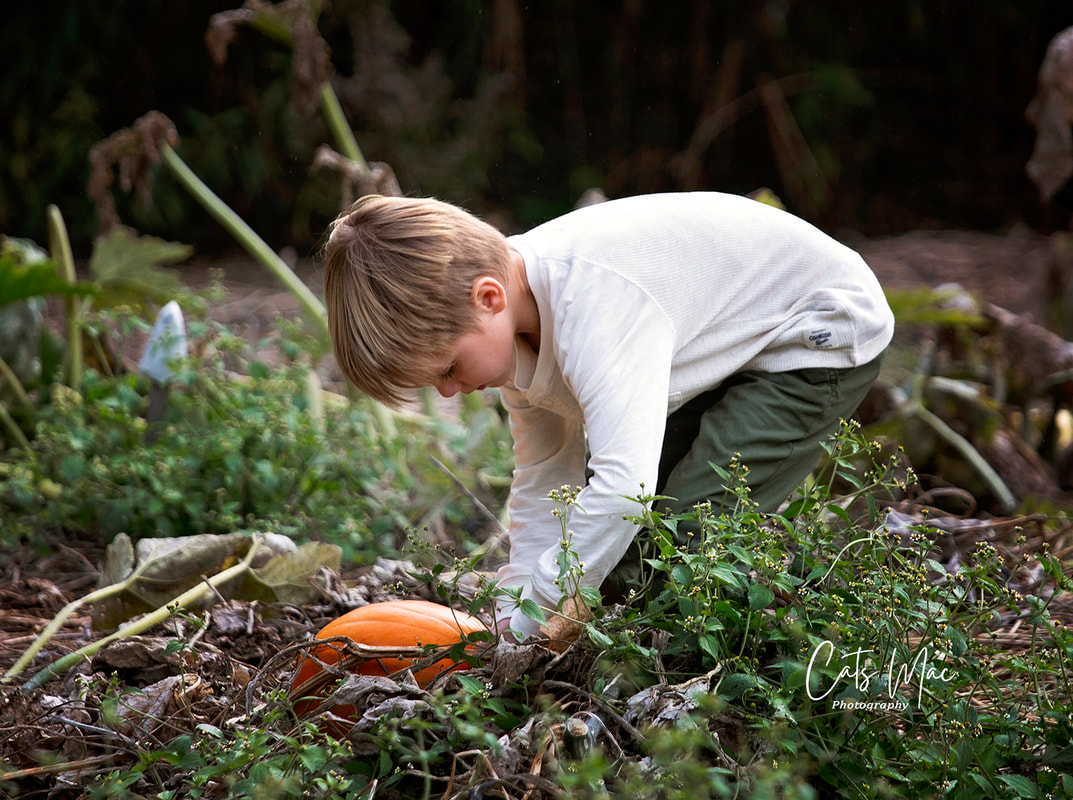 little boy bending over and pick a pumpkin from a pumpkin patch