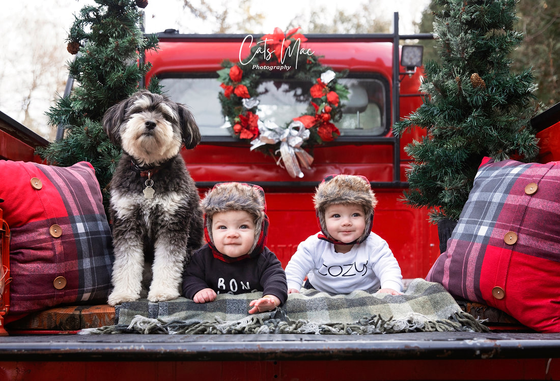 Twin baby boys lying on their stomach with dog beside them on back of red vintage truck for Christmas mini photo session