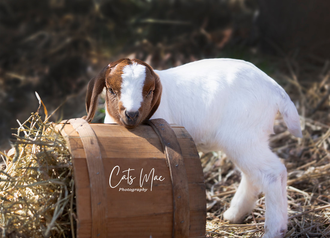 Baby goat looking over the top of a wooden bucket full of hay
