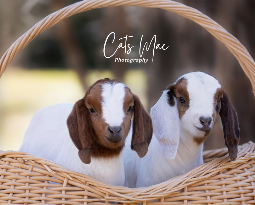 Two baby goats in a wicker basket looking directly at the camera 