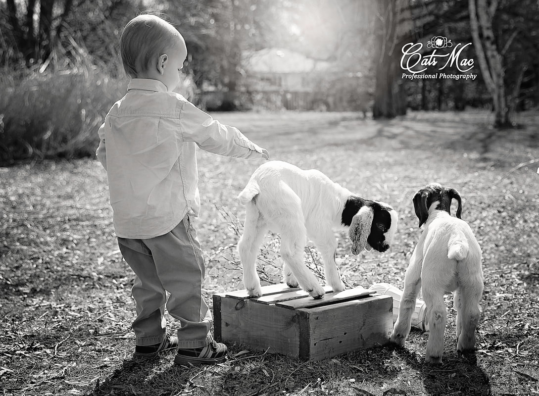 Outside photos black and white baby goats twins