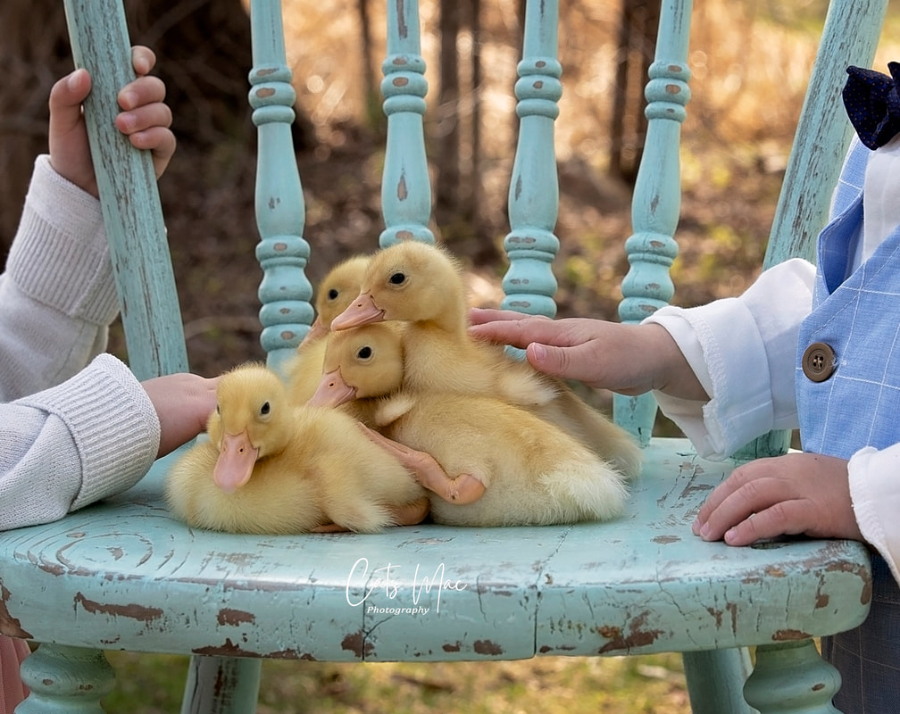 Baby ducklings sitting on a chair