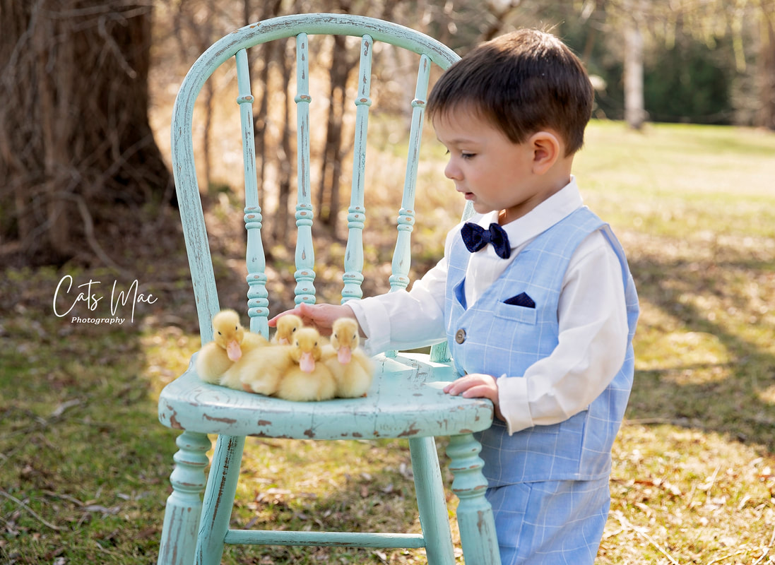 Little boy in a power blue suit and bow tie standing next to a chair with 4 baby ducklings sitting on it during family spring photo session