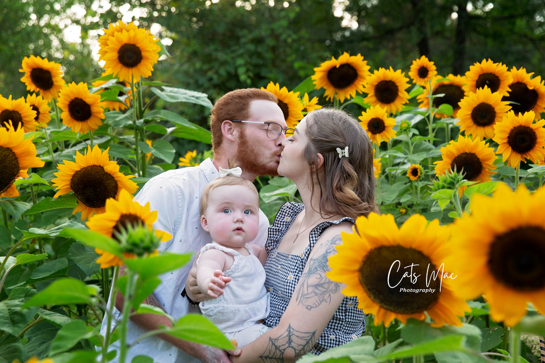 Young couple kissing holding their baby in a large sunflower field