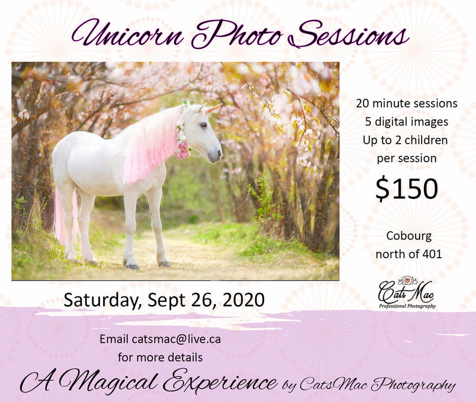 Unicorn mini photo sessions
